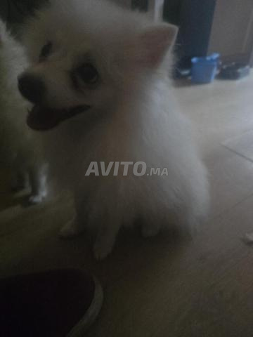 Spitz mâle