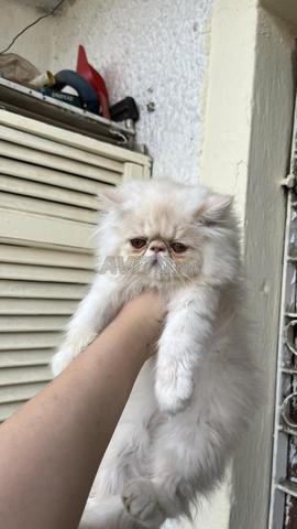 Chatons persans