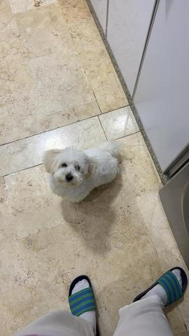 Bichon Maltais - 2