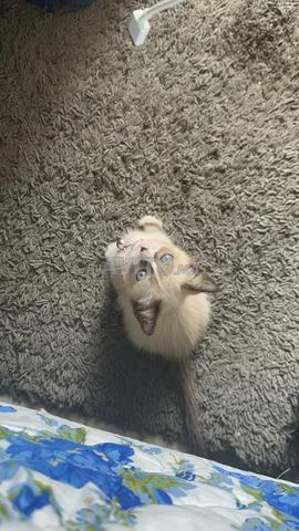 Une chatte - 2