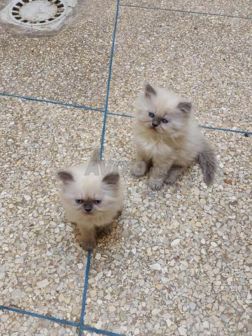 Chaton persan bleu point - 2