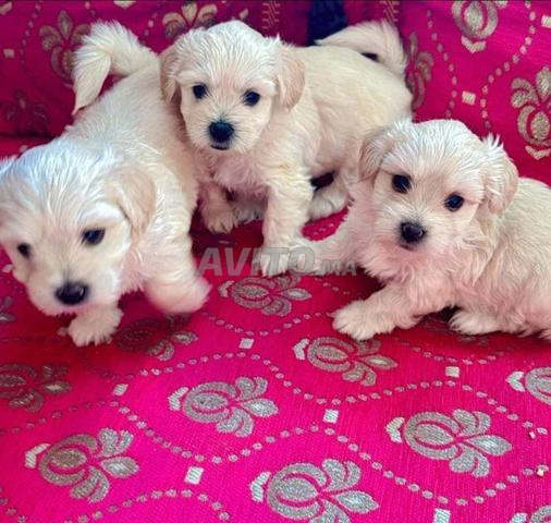 Bichon Maltais - 2