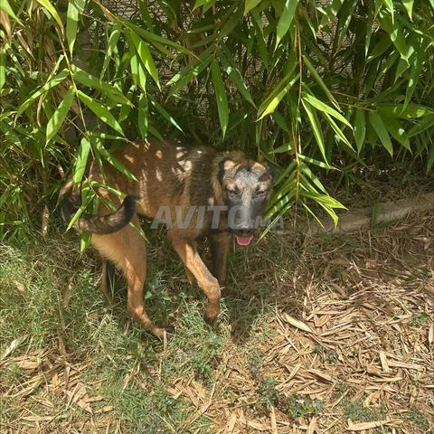 Le chien Manilo. - 2