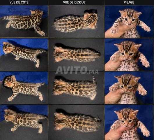 Chaton Bengal Brown Rosetted - 2