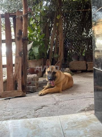 Chien Malinois à vendre - 2