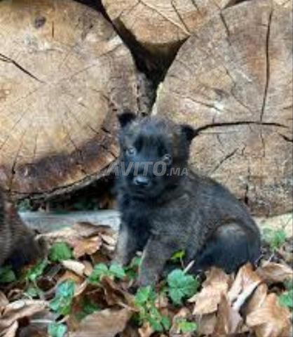 Chiots malinois - 2