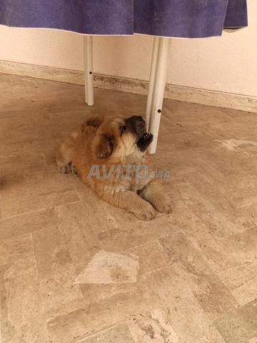 Chow-chow 1 mois - 2