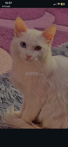 Magnifique chaton (Angora Turc)