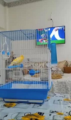 Canari avec sa cage à vendre