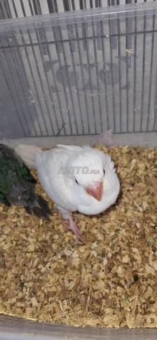 Albino Quaker - 2