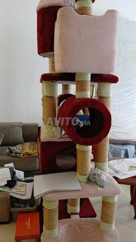 Arbre à chat