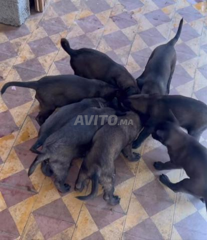 Chiots Malinois charboni pure race - 2