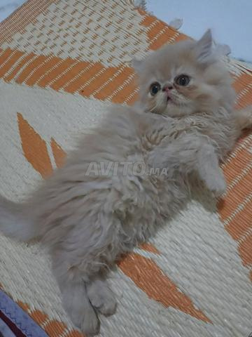 Chat persan magnifique et calme à vendre - 2