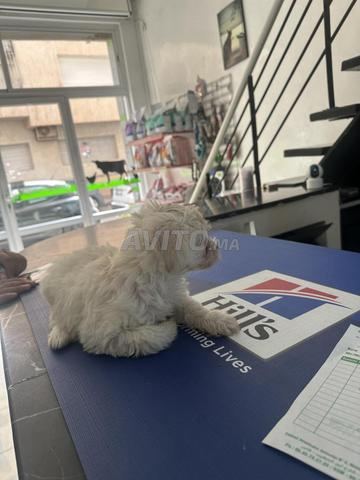 Bichon Maltais