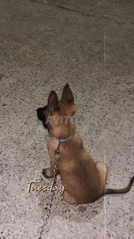 Malinois avec carnet de vaccination 2 mois - 2