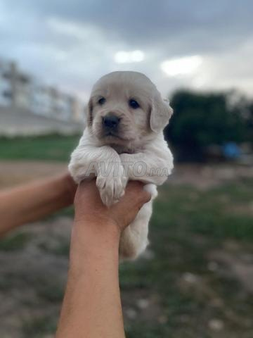 Golden Retriever - 2