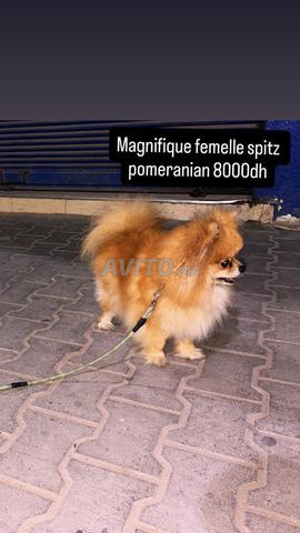 Spitz Pomeranian - 2