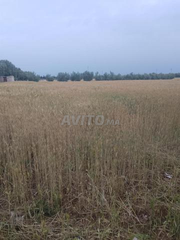6000 m² environs Ain Taguett, proche route, 22 millions