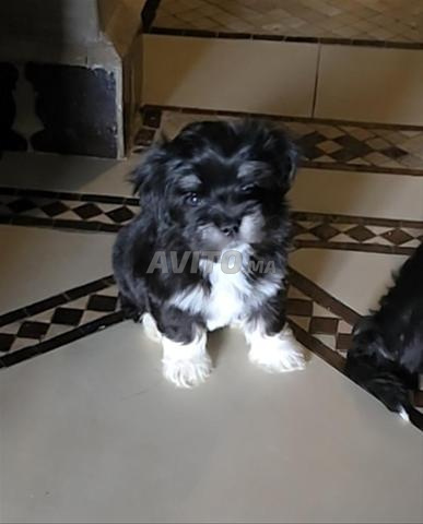 Chiots Bichon Havanais à vendre - 2