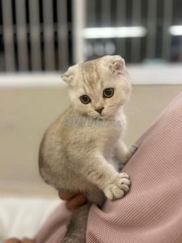 قطط سكوتش فولد وستريت متاحة - 2