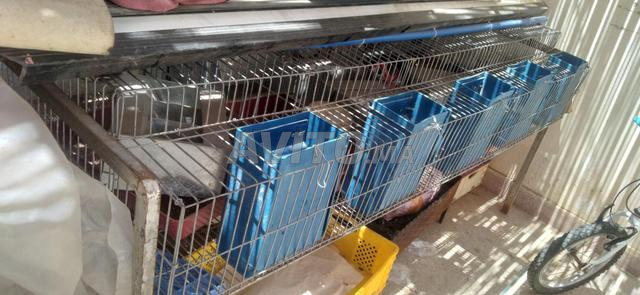 Cage en bon état fabriquée à partir de 5 naissances
