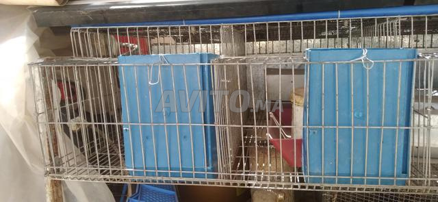 Cage en bon état fabriquée à partir de 5 naissances - 2