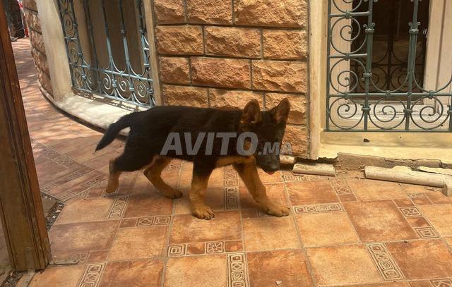 Magnifique chiot Berger Allemand femelle (3 mois) - 2