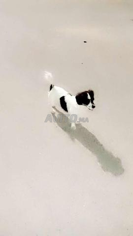 ذكور من نوع كنيش - 2