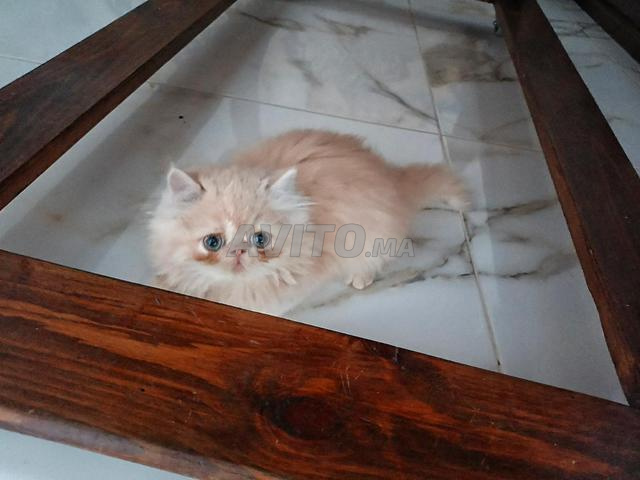 Chat persan - 2