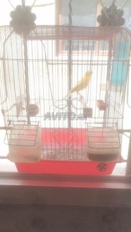 Canari femelle prête avec cage de taille moyenne en bon état