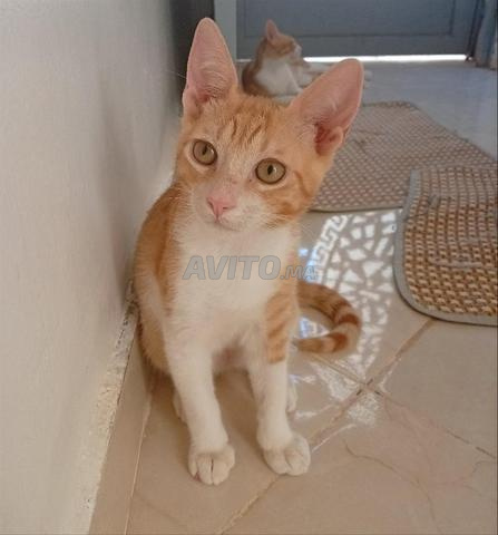Chats à adopter âgés de 3 mois - 2