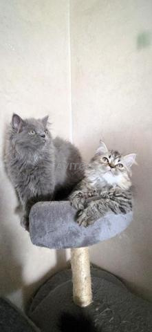 Trois Chatons
