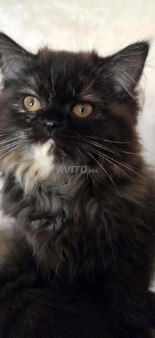 Trois Chatons