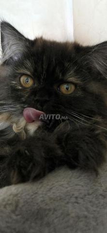 Trois Chatons