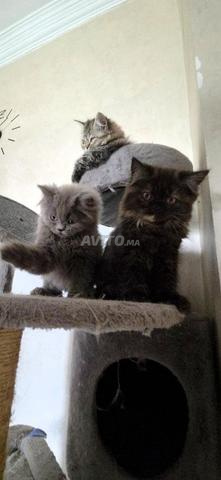 Trois Chatons