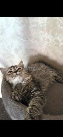 Trois Chatons