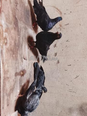الجودة والصحة - 2