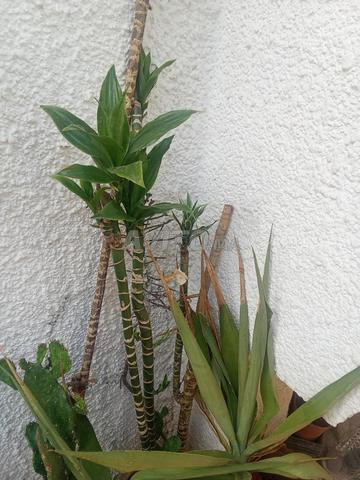 نباتات طبيعية - 2