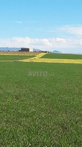 Un terrain de 10 hectares bien titré - 2