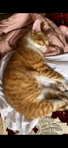 🐱 للتبني – مانجو 🧡 - 2