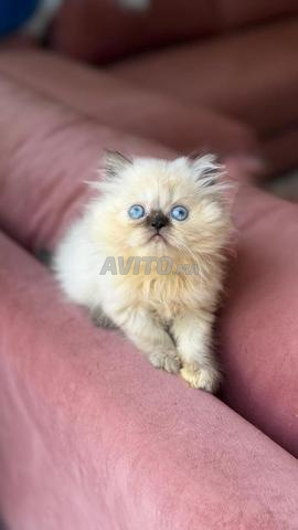 Chat persan blue point - 2