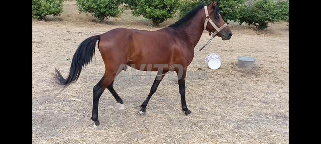 Poney C 5 ans 1m35 - 2