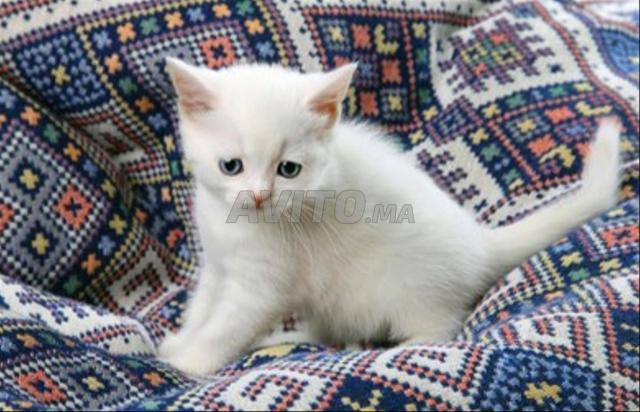 Bébé chaton angora 45 jours - 2