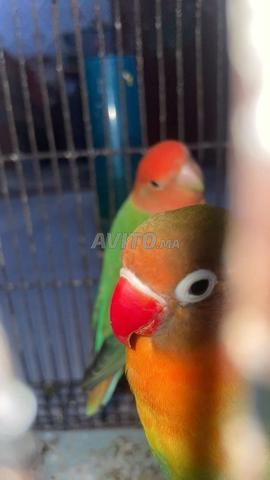 طيور فيشر (عين حمرا وعين كحلا) وطيور الكناري (ليزانس روز)