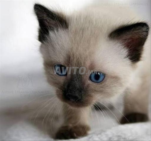 Chats Siamois - 2