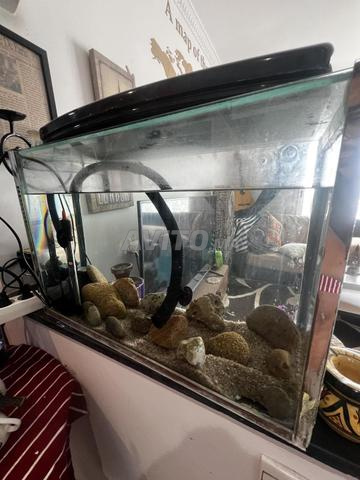 Deux aquarium à vendre