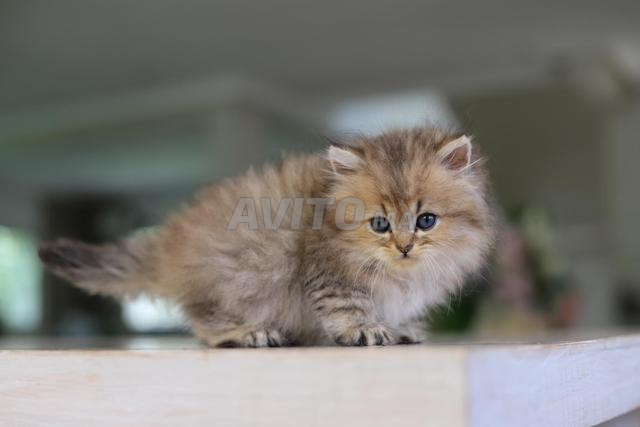 Appel téléphonique uniquement British Longhair pedigree