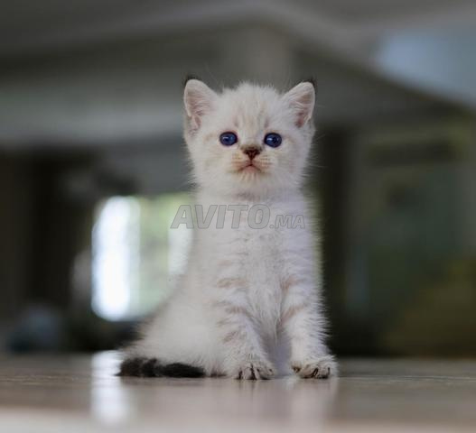 Chatons pedigree wcf Scottish color point