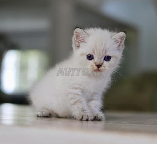 Chaton pedigree WCF Scottish couleur point