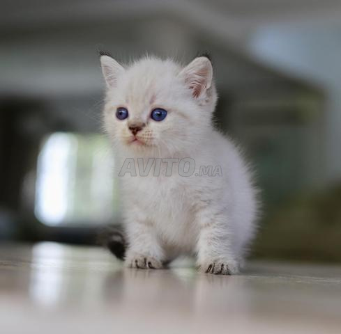 Chaton pedigree WCF Scottish couleur point